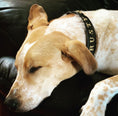 Load image into Gallery viewer, Big Bubba Collar