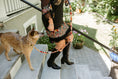 Load image into Gallery viewer, Free Fallin' ~ Leash & Collar Set