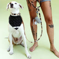 Load image into Gallery viewer, Archie Bandana