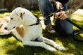 Load image into Gallery viewer, Hands-Free Leash