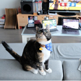 Load image into Gallery viewer, Teeny-Tiny Collar ~ For Cats & Dogs
