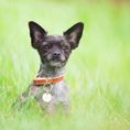 Load image into Gallery viewer, Teeny-Tiny Collar ~ For Cats & Dogs