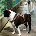 Load image into Gallery viewer, Get Outside ~ Harness