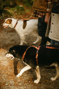 Load image into Gallery viewer, Get Outside ~ Harness