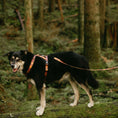 Load image into Gallery viewer, Get Outside ~ Harness