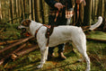Load image into Gallery viewer, Get Outside ~ Harness