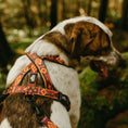 Load image into Gallery viewer, Get Outside ~ Harness