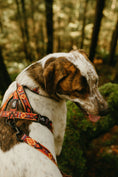 Load image into Gallery viewer, Get Outside ~ Harness
