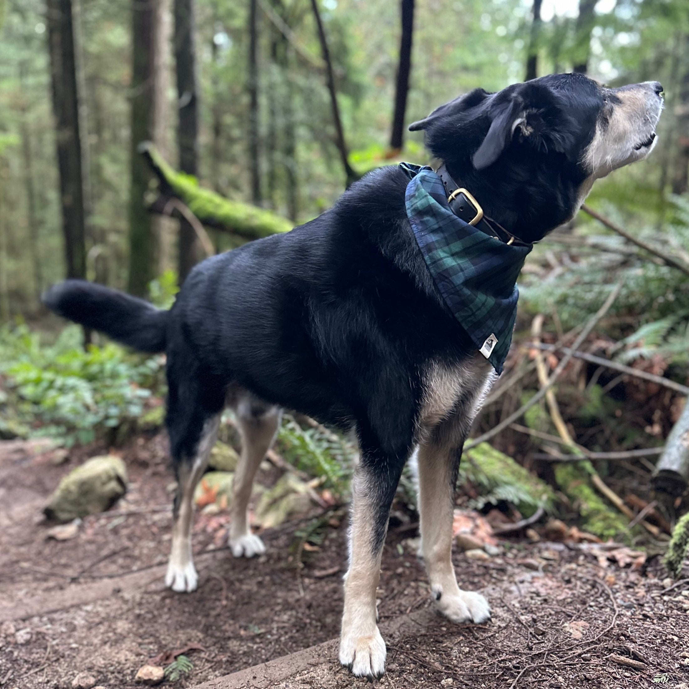 AT THE LAKE BANDANA