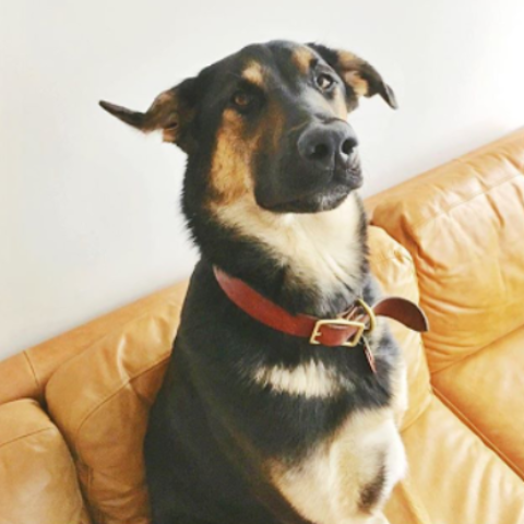 Classic Leather Collar ~ Brown