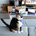 Load image into Gallery viewer, Teeny-Tiny Collar ~ For Cats & Dogs
