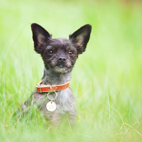 Teeny-Tiny Collar ~ For Cats & Dogs