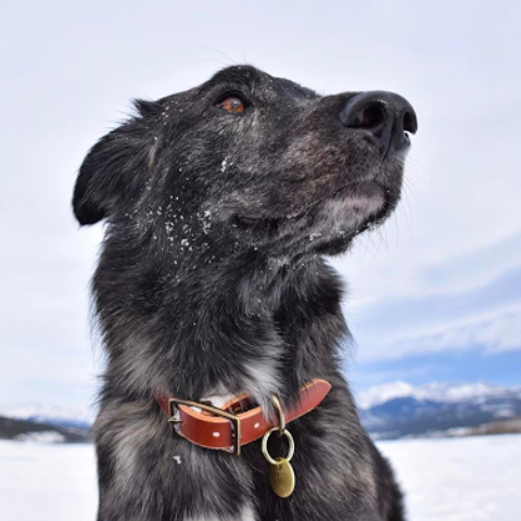 Classic Leather Collar ~ Brown