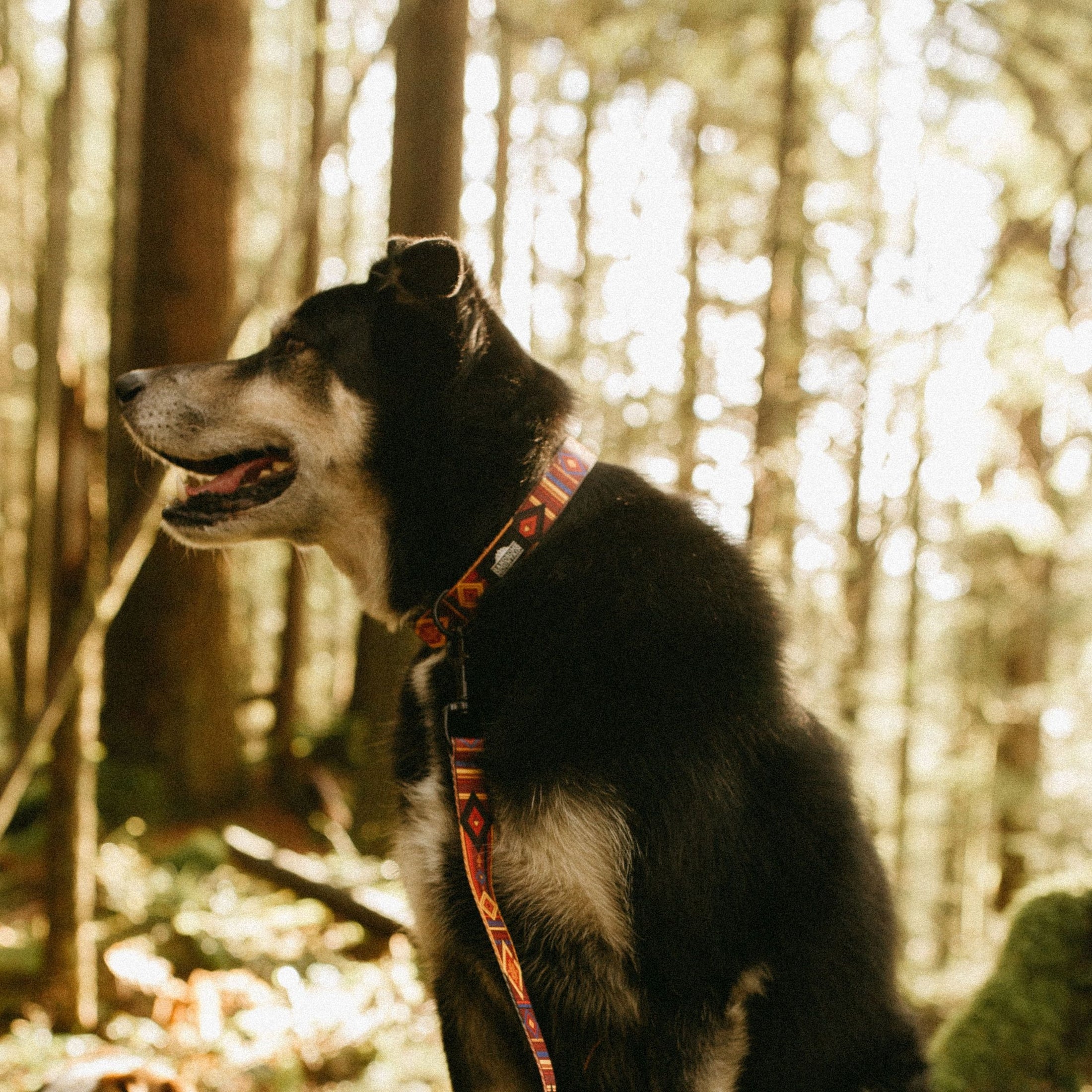 Get Outside ~ Collar